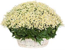 Цветочная композиция из Ромашки в корзине #REPLACE_PRED# Краснохолм